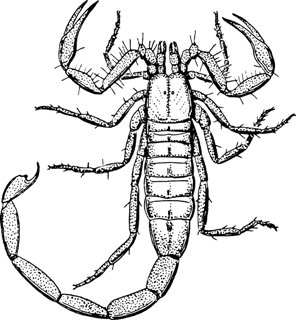 znaki-zodiaku-sennik.pl